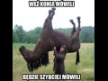 Weź konia