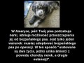 Amerykański sposób na adopcję psa