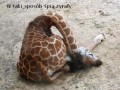 Tak śpią