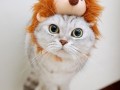 Lion kitty