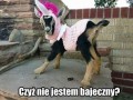 Koziorożec