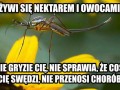 Samiec komara