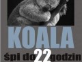 Jestem koalą