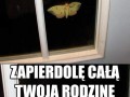 Ćmazabójca