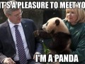 I39m a panda