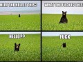 Niedzwiedz