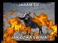 Jaram się jak dzika świnia