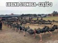 Ludzka stonoga  najnowsza część