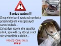 Akcja z koniem