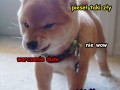 Pieseł wściekł