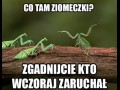 Co tam ziomeczki