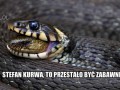 Wąż wpierdziela węża