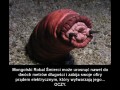 Co to za diabelstwo