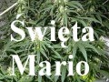 Panno łaskawa stolico mądrości uzdrowienie chorych