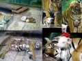 Tajlandia   sriracha tiger zoo