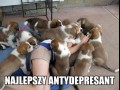 Najlepszy antydepresant