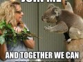 Koala bear