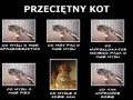 Przeciętny kot
