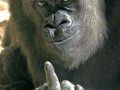 From monkey with love