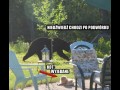 Niedźwiedź chodzi po podwórku
