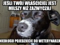 Rozkminy psa