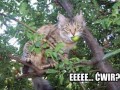 Eeeećwir