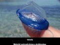 Velella