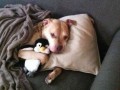 Pitbull