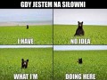 Ja na siłce