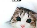 Meosw