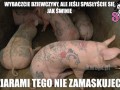 Grube laski z dziarami