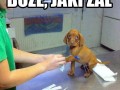 Jaki żal