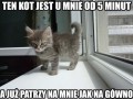 Kot jak każdy inny d