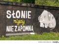 Słoń d