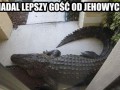 Witamy witamy