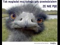 Kolega