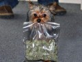 Dog with bag 