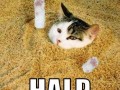 Halp