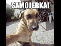 Samobój