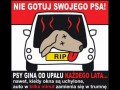 Apel czytać