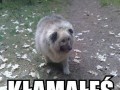Kłamałeś