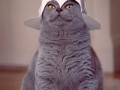 Supreme cat