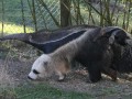 Noga mrówkojada wyglądają jak panda