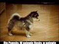 Pomsky