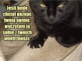 Kotekwróżbita