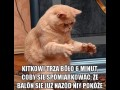 Kitek