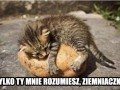 Ziemniak