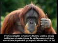 Cwany orangutan