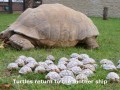 Turtles