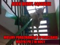 Moi sąsiedzi to krowy